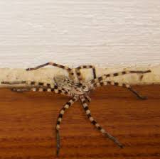 Attēlu rezultāti vaicājumam “Sparassidae”