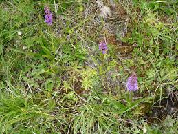 Attēlu rezultāti vaicājumam “Pinguicula alpina flower”