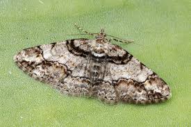 Attēlu rezultāti vaicājumam “Cleora cinctaria”