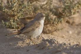 Image result for Sylvia nana