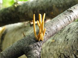 Attēlu rezultāti vaicājumam “Macrotyphula fistulosa var. contorta”