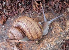 Attēlu rezultāti vaicājumam “Helicidae”