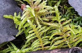 Attēlu rezultāti vaicājumam “Pseudoscleropodium purum”