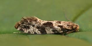 Attēlu rezultāti vaicājumam “Nemapogon cloacella”