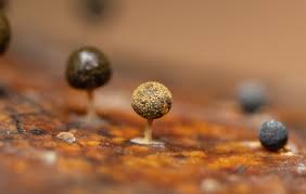 Attēlu rezultāti vaicājumam “Physarum psittacinum young”