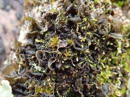 Attēlu rezultāti vaicājumam “Leptogium lichenoides”