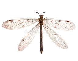 Attēlu rezultāti vaicājumam “Neuroptera”