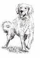How to Draw a Dog 4