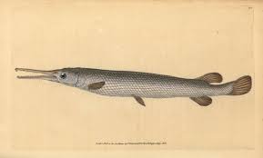 Image result for Lepisosteus osseus