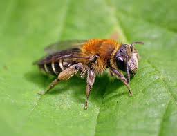 Attēlu rezultāti vaicājumam “Andrena”