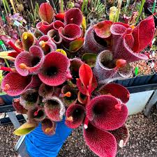 Attēlu rezultāti vaicājumam “Lophocolea minor”