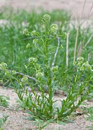 Attēlu rezultāti vaicājumam “Thlaspi arvense”