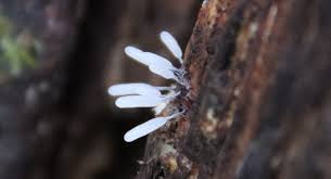 Attēlu rezultāti vaicājumam “Stemonitopsis typhina macro”