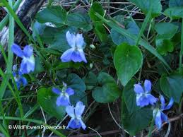 Attēlu rezultāti vaicājumam “Viola hirta leaf”
