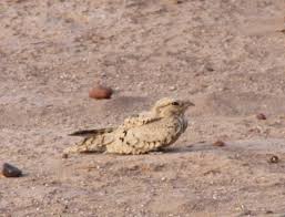 Image result for Caprimulgus aegyptius