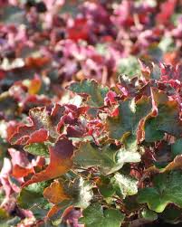 Image result for HEUCHERA americana 'Palace Purple Auslese'