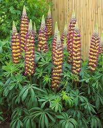 Attēlu rezultāti vaicājumam “Lupinus polyphyllus flower”