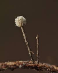 Attēlu rezultāti vaicājumam “Phleogena faginea young”