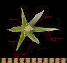 Attēlu rezultāti vaicājumam “Juncus stygius”