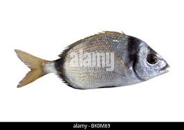 Image result for Diplodus vulgaris