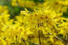 Attēlu rezultāti vaicājumam “Forsythia suspensa flower”