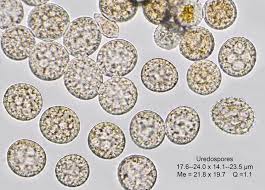 Attēlu rezultāti vaicājumam “Melampsora epitea”