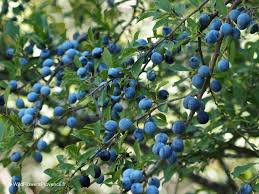 Attēlu rezultāti vaicājumam “Prunus spinosa”