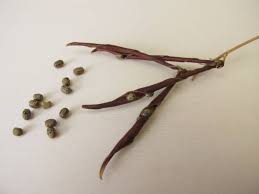 Attēlu rezultāti vaicājumam “Lathyrus vernus fruit”