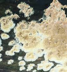 Attēlu rezultāti vaicājumam “Coniophora puteana”