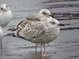 Attēlu rezultāti vaicājumam “Larus argentatus”