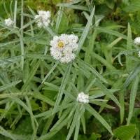 Attēlu rezultāti vaicājumam “Arabis hirsuta fruit”