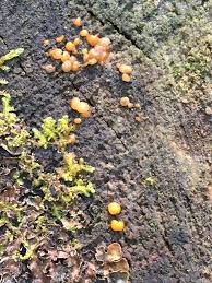 Attēlu rezultāti vaicājumam “Dacrymyces stillatus”