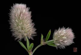 Attēlu rezultāti vaicājumam “Trifolium arvense fruit”