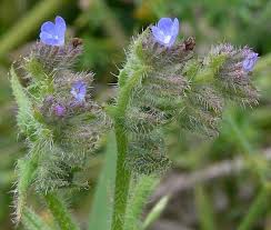 Attēlu rezultāti vaicājumam “Anchusa arvensis leaf”