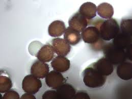 Attēlu rezultāti vaicājumam “Diderma subviridifuscum”