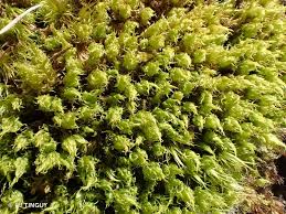 Attēlu rezultāti vaicājumam “Dicranum spurium”