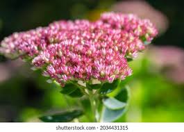 Image result for Chrysanthemum spectabile