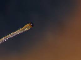 Attēlu rezultāti vaicājumam “Pilobolus crystallinus”