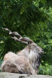 Attēlu rezultāti vaicājumam “Capra”