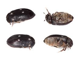 Attēlu rezultāti vaicājumam “Attagenus pellio”