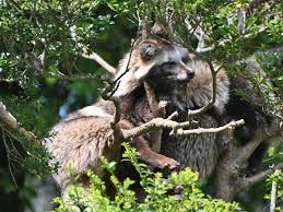 Attēlu rezultāti vaicājumam “Nyctereutes procyonoides”