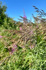 Attēlu rezultāti vaicājumam “Calamagrostis purpurea”