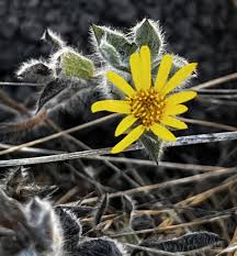 Attēlu rezultāti vaicājumam “Heterotrichia oerstedii (syn. Arcyria oerstedii) sessile”