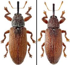 Attēlu rezultāti vaicājumam “Brachonyx pineti”