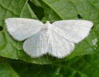 Attēlu rezultāti vaicājumam “Cabera exanthemata female”