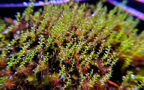 Attēlu rezultāti vaicājumam “Isothecium myosuroides”