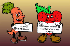 Attēlu rezultāti vaicājumam “Rosa villosa fruit”