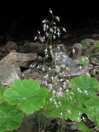 Attēlu rezultāti vaicājumam “Saxifragaceae”