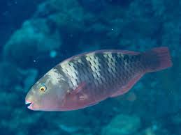 Image result for Chlorurus gibbus