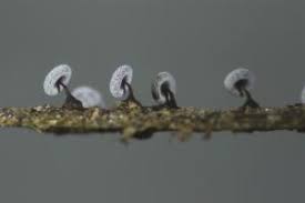 Attēlu rezultāti vaicājumam “Didymium melanospermum macro”